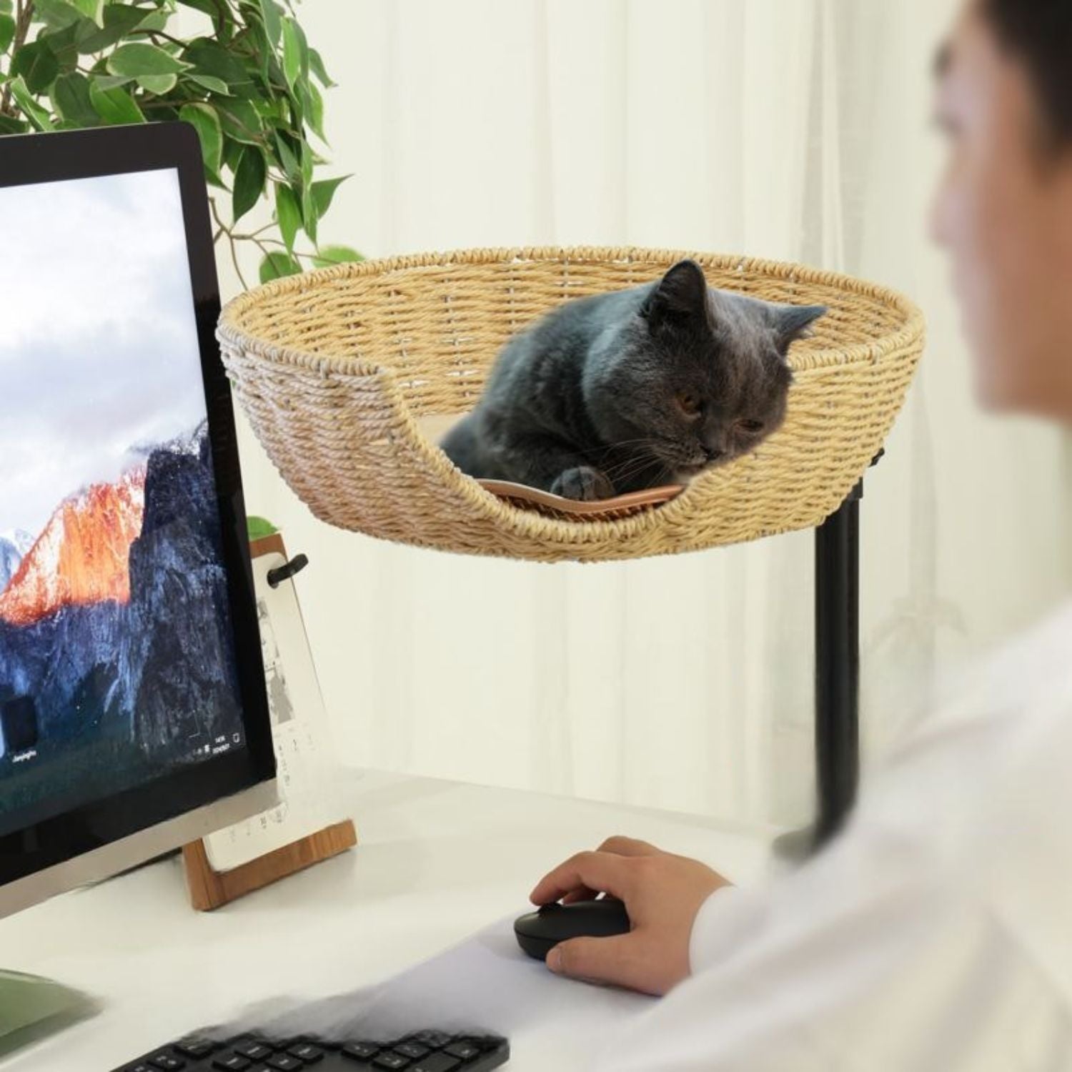 Klimboom Kat Meubel kat in wicker basket